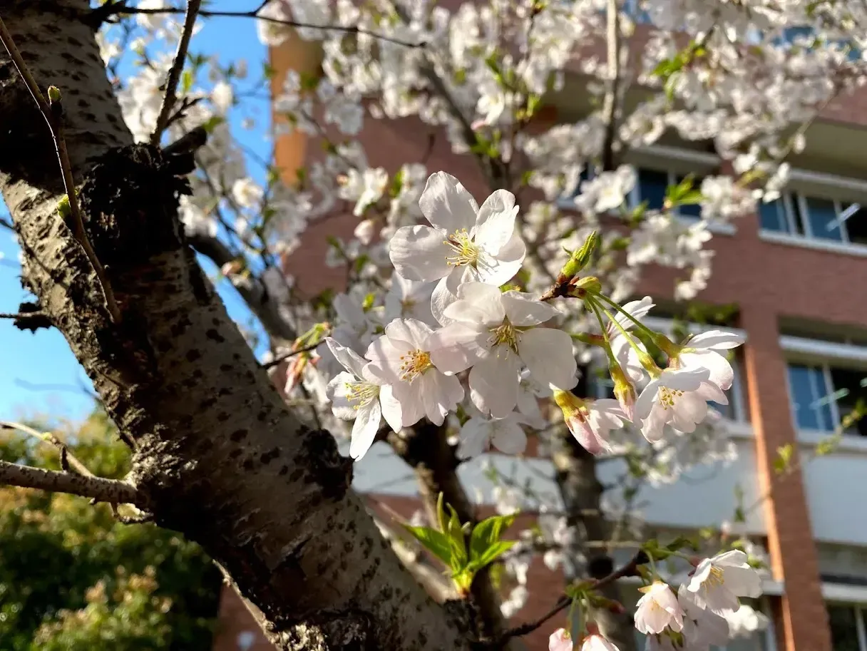 染井吉野樱，摄于春日午后