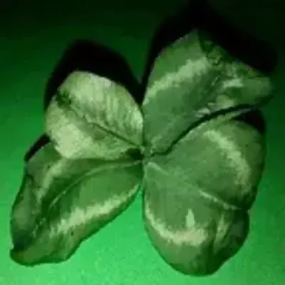 Clover Yan 的小屋